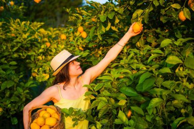 Kız bahçede çiftçilik yaparken ağaçtan limona ulaşmaya çalışıyor.