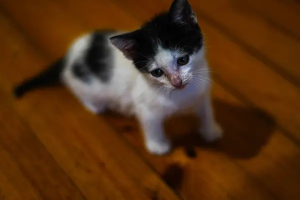 Baby Kitty Een Houten Vloer — Stockfoto