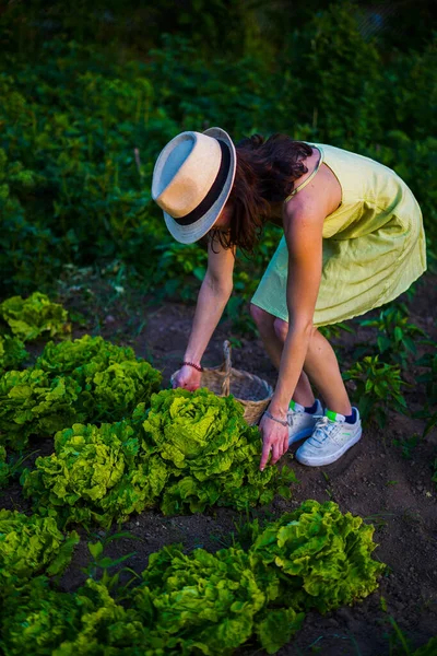 Gadis Pertanian Selada Dengan Gaun Hijau — Stok Foto