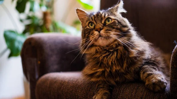 stock image big mainecoon cat with long hair on a sofa