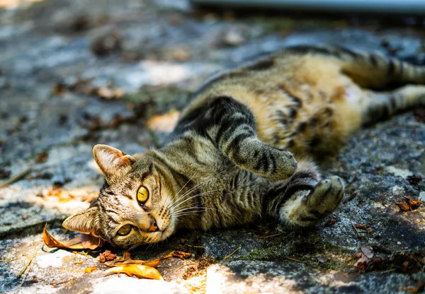 Gri kaplan kedi yere uzanmış güzel gözlerle kameraya bakıyor.