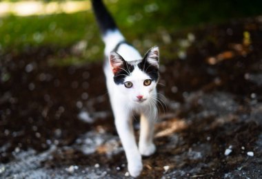 Siyah beyaz kedi bahçede dikilip kameraya bakıyor.