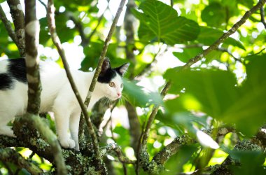 Smart skillful cat climbing a tree and comes down from the tree. Cat on the tree on a natural background.