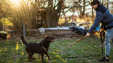 Doğada evcil hayvanıyla ahşap sopa oynayan çocuk. Aktif eğlence ve hayvanlarla arkadaşlık kavramı. Altın saat