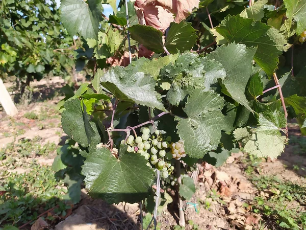 Rijp Groene Druiven Herfst Buurt Van Bacau Noord Roemenië Zonnige — Stockfoto