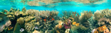 Colorful coral reef with many fishes and sea turtle. The people at snorkeling underwater tour at the Caribbean Sea at Honeymoon Beach on St. Thomas, USVI - travel concept