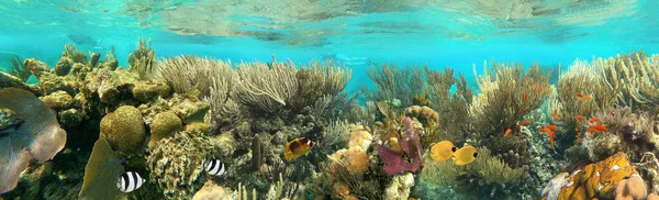 Colorful Coral Reef Many Fishes Sea Turtle People Snorkeling Underwater — Stok fotoğraf