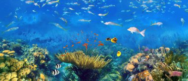 Colorful coral reef with many fishes and sea turtle. The people at snorkeling underwater tour at the Caribbean Sea at Honeymoon Beach on St. Thomas, USVI - travel concept clipart