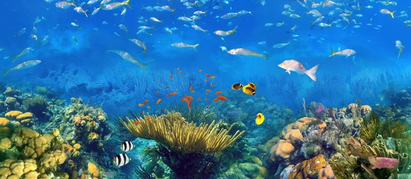 Colorful Coral Reef Many Fishes Sea Turtle People Snorkeling Underwater — Foto de Stock