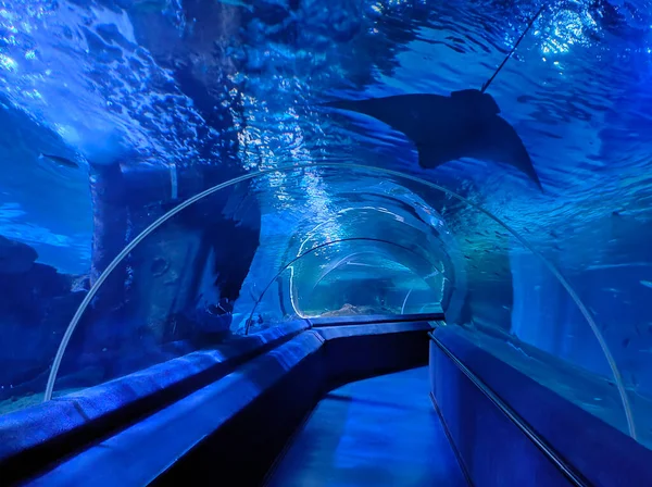 stock image Fish blue abstract aquarium underwater tunnel with stingray