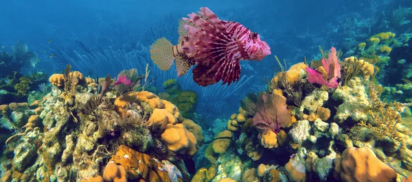 Κόκκινο Lionfish Είναι Ένα Δηλητηριώδες Κοραλλιογενές Ψάρι Ύφαλος Στην Οικογένεια — Φωτογραφία Αρχείου