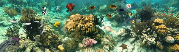 Colorful Coral Reef Many Fishes Sea Turtle People Snorkeling Underwater —  Fotos de Stock