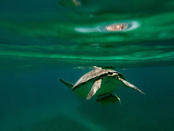 Joven Tortuga Carey Nadando Mar Caribe Honeymoon Beach Thomas Usvi —  Fotos de Stock