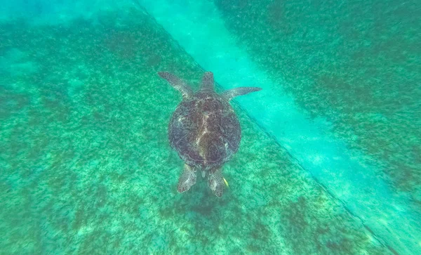 Joven Tortuga Carey Nadando Mar Caribe Honeymoon Beach Thomas Usvi — Foto de Stock