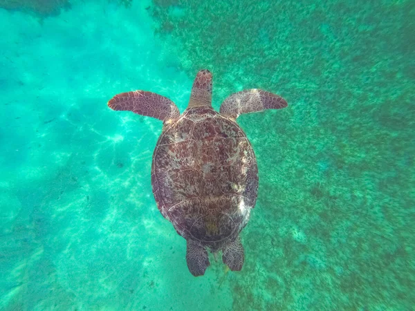 Черепаха Young Hawbill Купающаяся Карибском Море Honeymoon Beach Острове Сент — стоковое фото