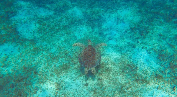 Young Hawksbill Turtle Simmar Karibiska Havet Vid Honeymoon Beach Thomas — Stockfoto