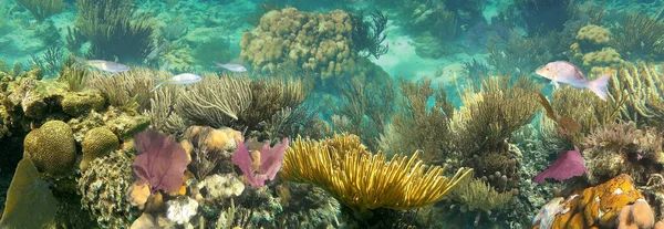 Colorful Coral Reef Many Fishes Sea Turtle People Snorkeling Underwater — Zdjęcie stockowe