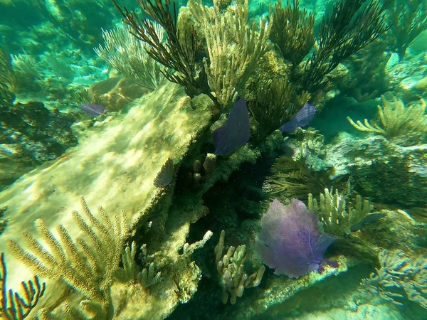 Elsüllyedt Hajó Tenger Alatt Gyönyörű Víz Alatti Színes Korallzátony Karib — Stock Fotó