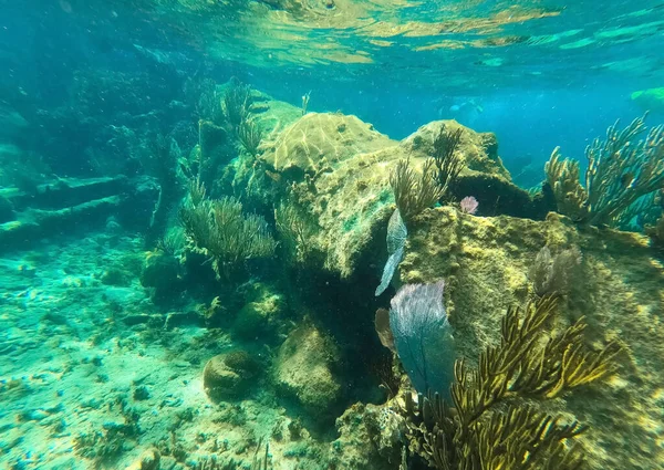 Nedsänkt Skepp Havet Beautifiul Undervattens Färgglada Korallrev Vid Karibiska Havet — Stockfoto