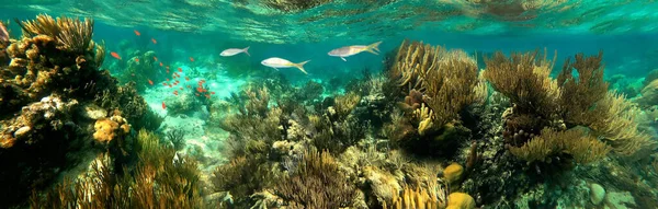 Барвистий Кораловий Риф Великою Кількістю Риб Морських Черепах Люди Під — стокове фото