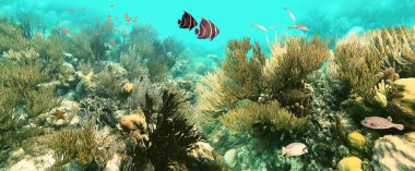 Colorful coral reef with many fishes and sea turtle. The people at snorkeling underwater tour at the Caribbean Sea at Honeymoon Beach on St. Thomas, USVI - travel concept