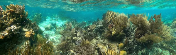 Beautifiul Arrecife Coral Colorido Bajo Agua Mar Caribe Honeymoon Beach —  Fotos de Stock