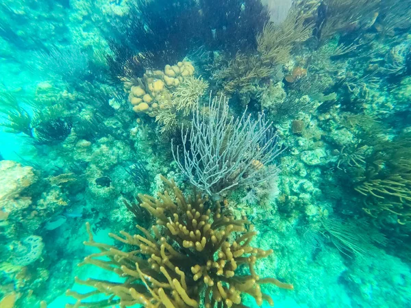 Gyönyörű Víz Alatti Színes Korallzátony Karib Tengeren Nászút Tengerparton Thomas — Stock Fotó