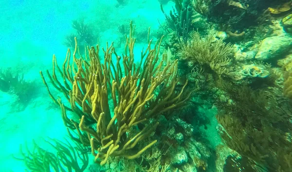 Beautifiul Undervattens Färgglada Korallrev Vid Karibiska Havet Vid Honeymoon Beach — Stockfoto