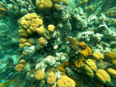 Karayip Denizi 'ndeki deniz altı renkli mercan resifleri. St. Thomas' taki Balayı Sahili. Seyahat konsepti.