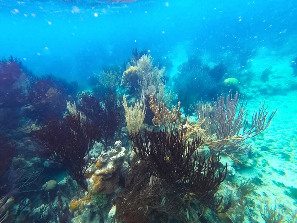 Beautifiul Arrecife Coral Colorido Bajo Agua Mar Caribe Honeymoon Beach — Foto de Stock