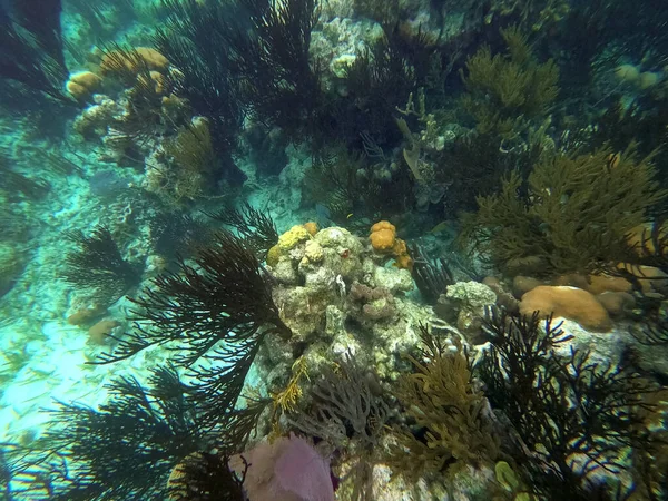 Красивый Подводный Красочный Коралловый Риф Карибском Море Пляже Медовый Месяц — стоковое фото