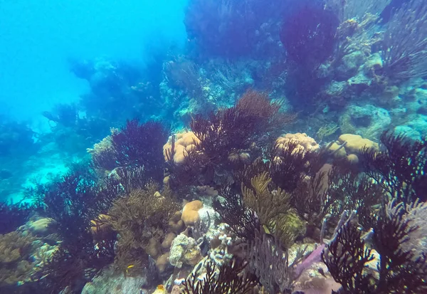 Krásný Podvodní Barevný Korálový Útes Karibského Moře Líbánkové Pláži Thomas — Stock fotografie