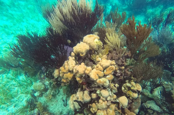 Beautifiul Undervattens Färgglada Korallrev Vid Karibiska Havet Vid Honeymoon Beach — Stockfoto