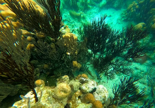 Beautifiul Podwodna Kolorowa Rafa Koralowa Morzu Karaibskim Plaży Miesiąc Miodowy — Zdjęcie stockowe