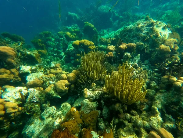 Beautifiul Underwater Colored Coral Reef Caribbean Sea Honeymoon Beach Thomas — стокове фото