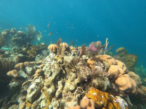 stock image Beautifiul underwater colorful coral reef at Caribbean Sea at Honeymoon Beach on St. Thomas, USVI - travel concept