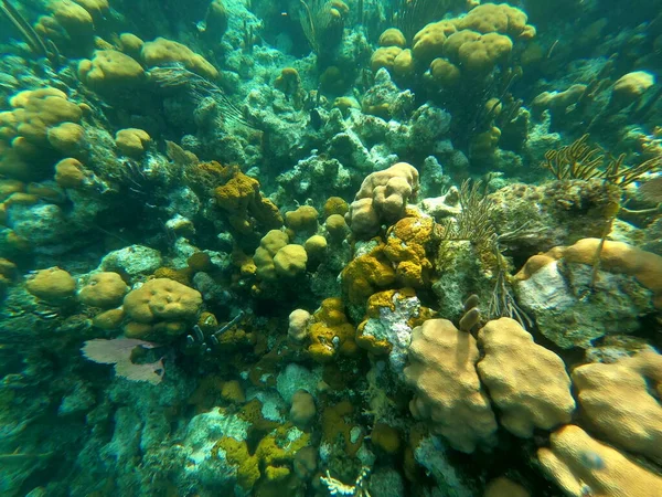 Beautifiul Récif Corallien Coloré Sous Marin Mer Des Caraïbes Honeymoon — Photo