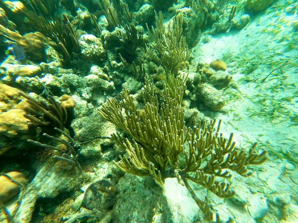 Krásný Podvodní Barevný Korálový Útes Karibského Moře Líbánkové Pláži Thomas — Stock fotografie