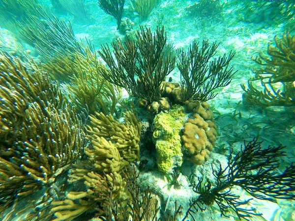 Beautifiul Barriera Corallina Colorata Subacquea Mar Dei Caraibi Honeymoon Beach — Foto Stock