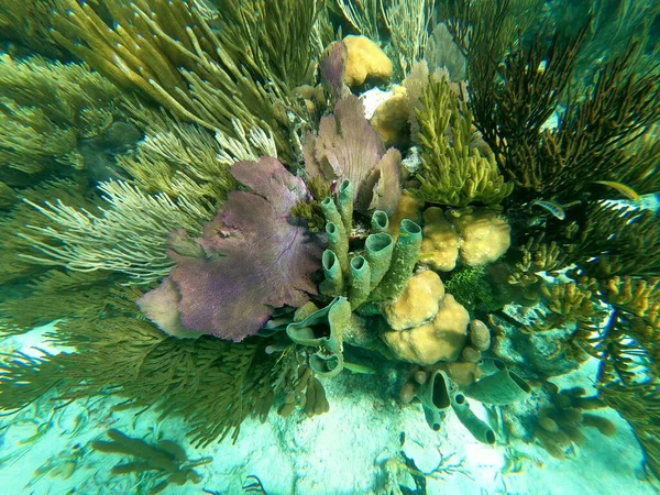 Schönes Unterwasser Korallenriff Karibischen Meer Honeymoon Beach Auf Thomas Usvi — Stockfoto