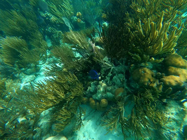 Beautifiul Subaquático Colorido Recife Coral Mar Caribe Honeymoon Beach Thomas — Fotografia de Stock