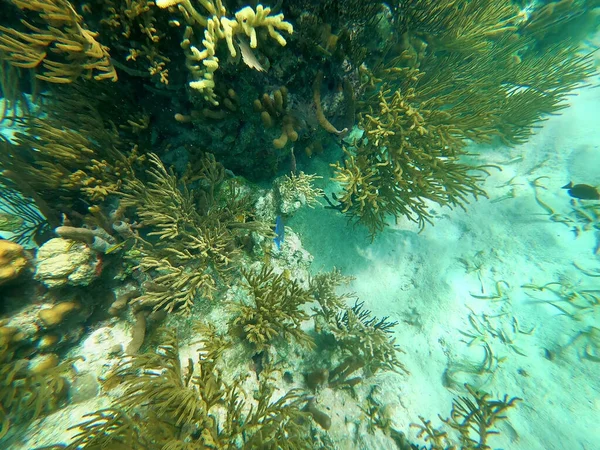 セント トーマス島のハニームーンビーチにあるカリブ海の美しい水中カラフルなサンゴ礁 Usvi 旅行コンセプト — ストック写真