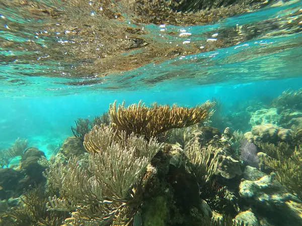 Beautifiul Underwater Colorful Coral Reef Caribbean Sea Honeymoon Beach Thomas — Stock Photo, Image
