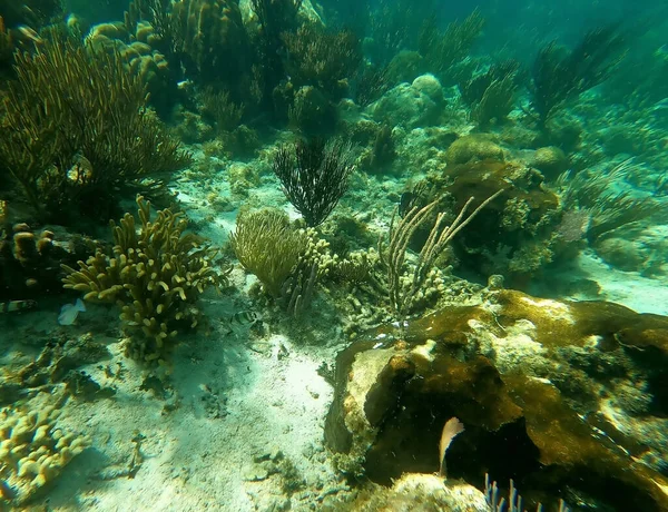 美国南加州圣托马斯Honeymoon海滩加勒比海的Beautifiul水下彩色珊瑚礁 旅行概念 — 图库照片