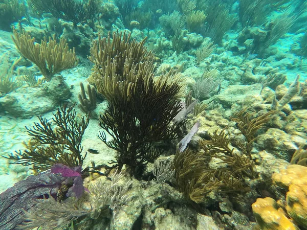 Beautifiul Underwater Colored Coral Reef Caribbean Sea Honeymoon Beach Thomas — стокове фото