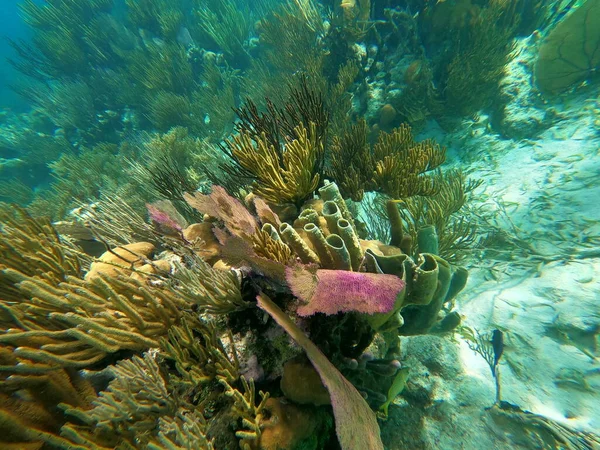 Красивый Подводный Красочный Коралловый Риф Карибском Море Пляже Медовый Месяц — стоковое фото