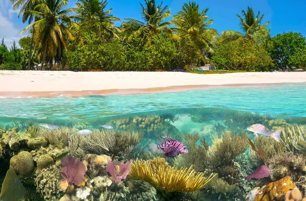Krásná Slunná Tropická Pláž Ostrově Ráj Podmořský Svět Korálovými Rybami — Stock fotografie