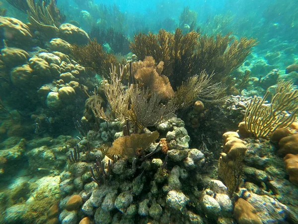 Beautifiul Arrecife Coral Colorido Bajo Agua Mar Caribe Honeymoon Beach —  Fotos de Stock