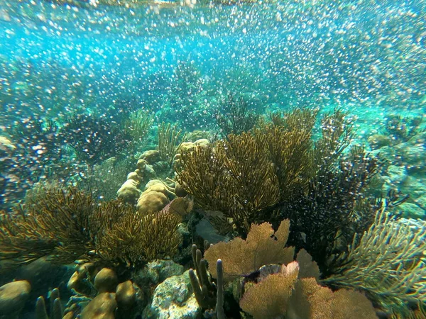 Schönes Unterwasser Korallenriff Karibischen Meer Honeymoon Beach Auf Thomas Usvi — Stockfoto