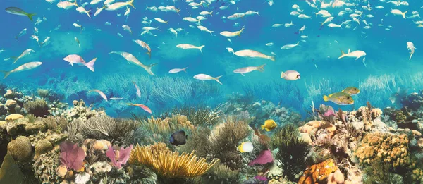 Recife Coral Colorido Com Muitos Peixes Passeio Subaquático Mergulho Mar — Fotografia de Stock
